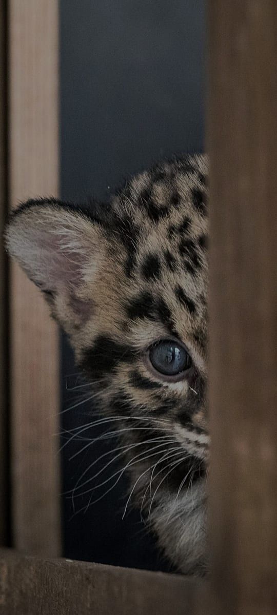 Profil de Foudil
